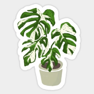 Monstera deliciosa variegated plant with fenestrations Sticker